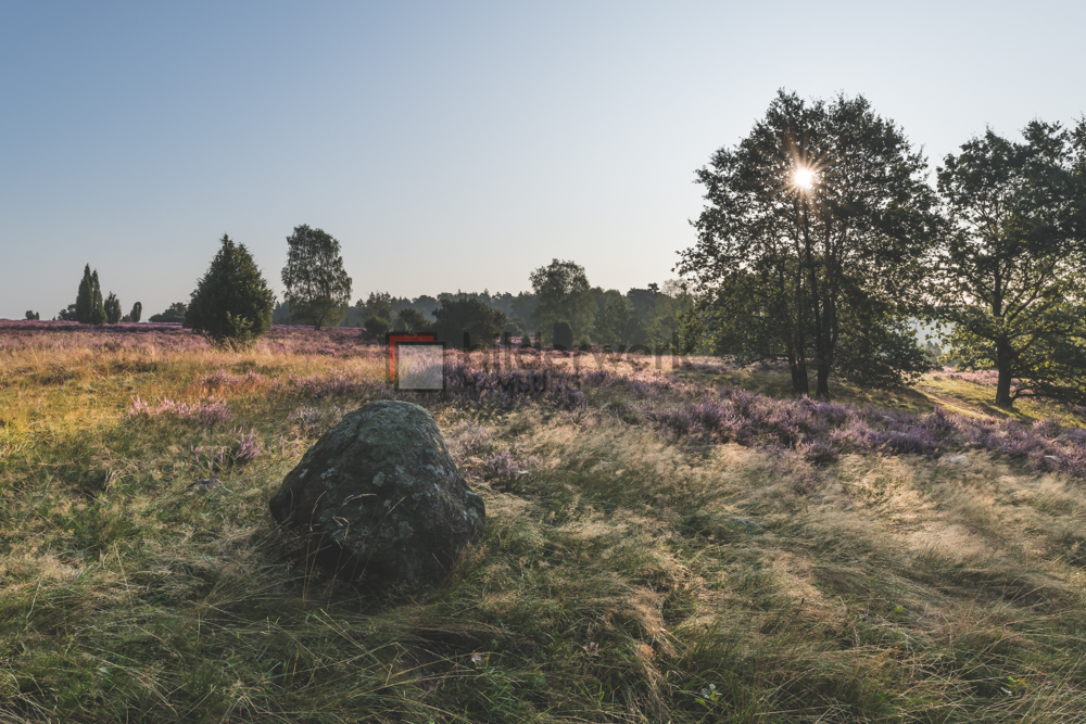 Lüneburger Heide 12 | Bilderwerk Hamburg